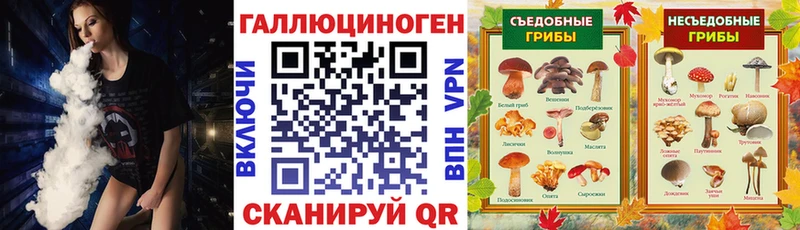 где можно купить   Старица  Псилоцибиновые грибы GOLDEN TEACHER 